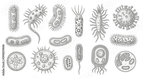Various Types of Bacteria and Microorganisms Illustrated.
