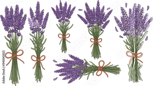 Hand drawn lavender bouquet vector illustration set with purple flower bunches and ribbons for aromatherapy wellness cosmetic and organic perfume packaging