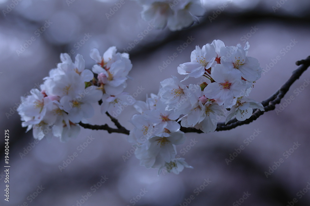 Obraz premium 春爛漫満開