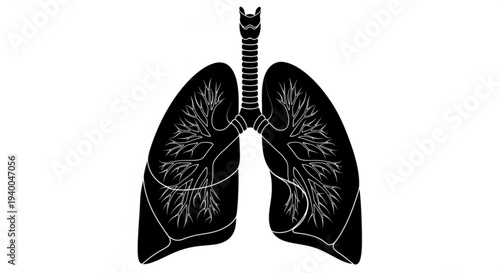 Detailed illustration of human lungs and trachea anatomy viewed from the front