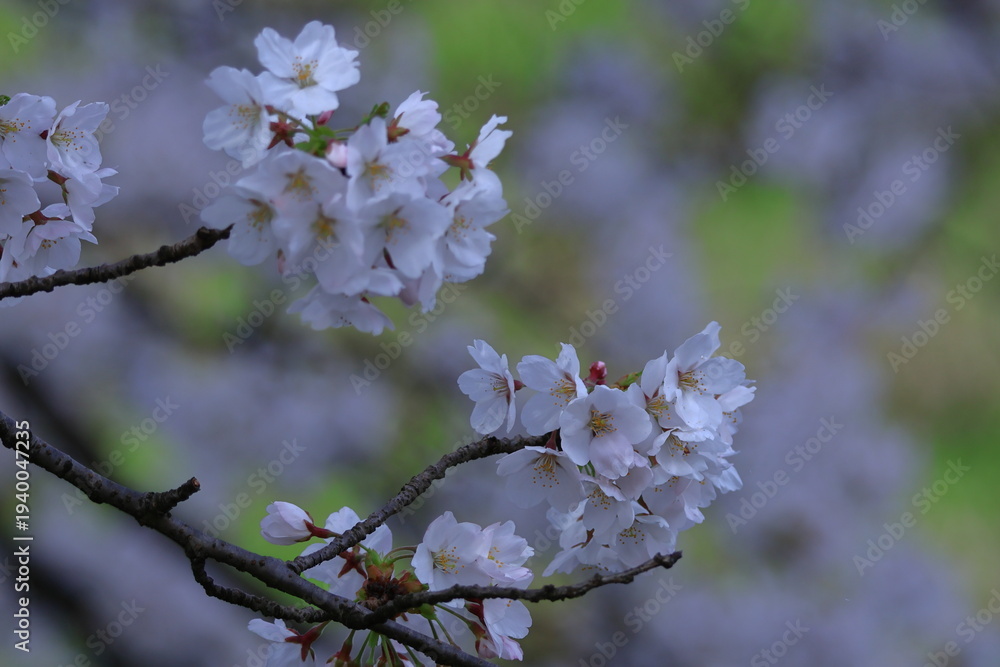 Fototapeta premium 春爛漫満開