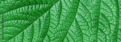 A macro shot of a vivid green leaf showing intricate vein pattern and rich texture. Perfect for nature, botanical, eco, and background design projects.