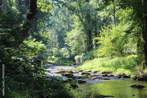Creek in the forest
