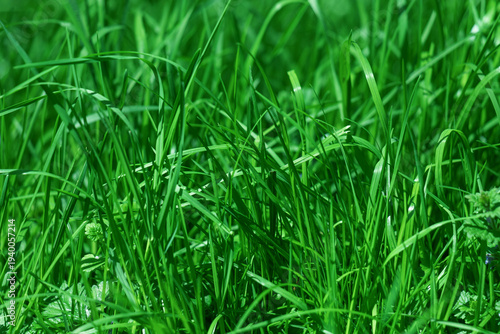 A dense patch of vibrant green grass fills the frame, showcasing the texture ...