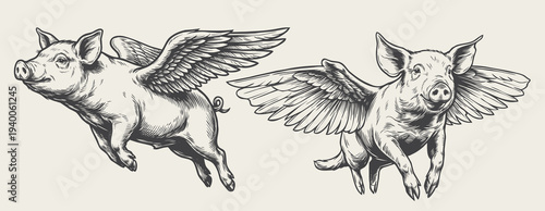 Flying pig vintage engraving hand drawn line art illustration