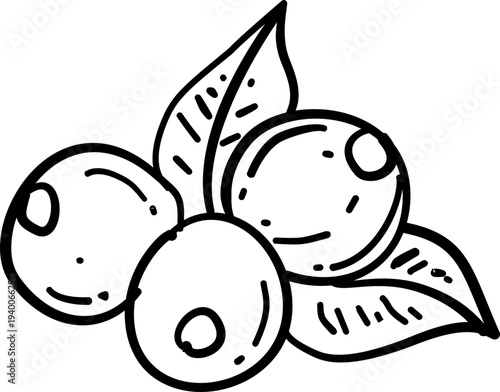 vector illustration of a  coffee fruit