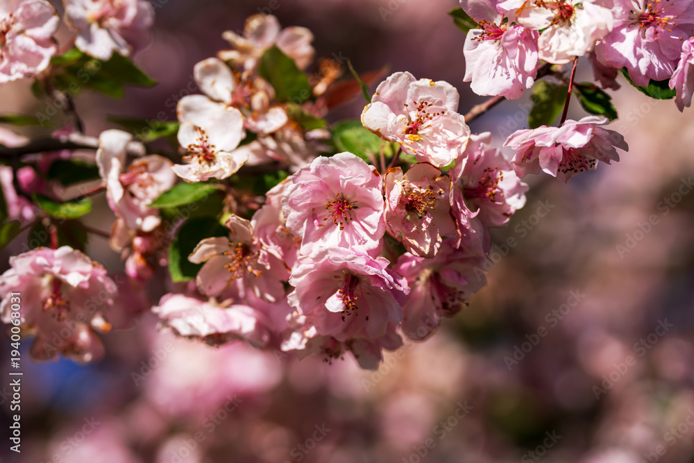 Fototapeta premium Close-up macro view of delicate cherry blossoms with soft morning lighting and blurred background.