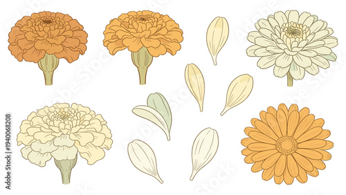 Marigold Development Stages Illustration with Orange and White Blossoms
