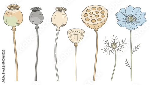 Educational botanical illustration series showcasing poppy life stages from bud to seed dispersal including flower pod and plant development