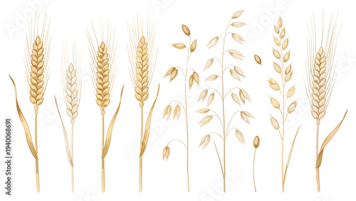 Wheat Stalks in Various Growth Stages and Maturity Levels