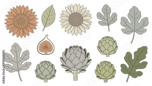 Botanical Floral Set with Sunflower, Oak Leaf, Fig, Artichoke Arrangement in Green, Orange, Brown for Design