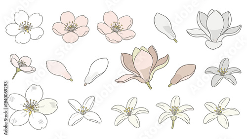 Botanical Set Elements Floral Illustrations Hand-Drawn Flowers Leaves Petals Botanical Species Set