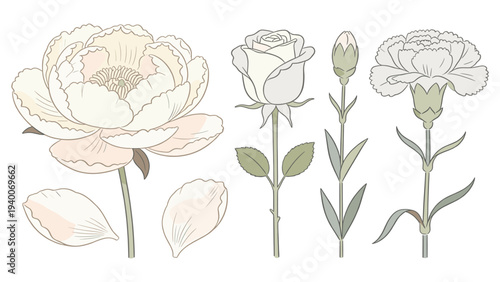 Progressive Botanical Floral Species Illustration Showcasing Gentle Blooming Stages and Subtle Petal Leaves with Horizontal Arrangement