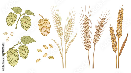 Horizontal Row of Grains, Hops Clusters & Maturity Stages in Digital Illustration