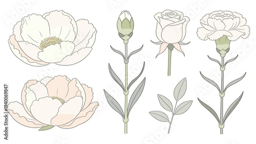 Minimalist Set Element Botanical Floral Species Illustrations of Six Simple Elegant Flowers in Two Rows on a White Background