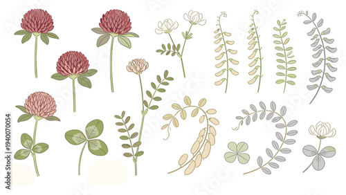 Collection of 13 Botanical Illustrations Featuring Red Pink Beige Flowers Foliage Fern Clover in Muted Tones Arranged in Rows