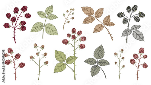 Botanical Plant Illustration Collection with 10 Diverse Species Across Three Rows Showing Growth Stages and Color Variations _0531327733.eps
