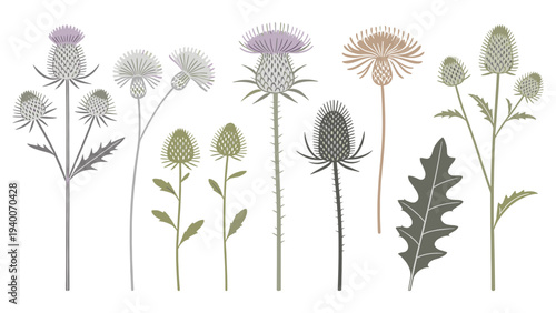 Digital illustration of thistle plants growth stages arranged horizontally showcasing textures variety botanical elements