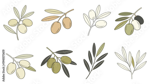 Olive Branches Watercolor Illustrations in 3x3 Grid Displaying Diverse Ripeness Stages of Botanical Floral Species
