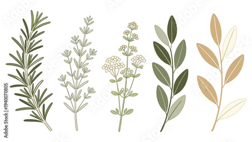 Five Distinct Plants with Unique Colors and Shapes in Natural Composition