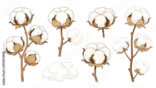 Stylized Educational Cartoon Illustration of Botanical Cotton Stalks with Varied Bolls and Simple Line Art for Children's Materials
