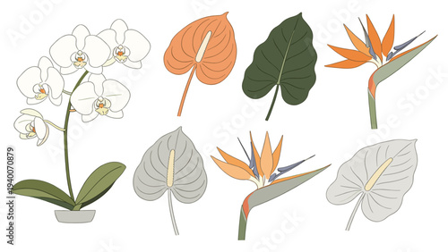 Digital Tropical Botanical Floral Set Element _0733084419 with Orchids Birdofparadise Leaves Grid Design