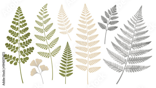 Set element botanical floral species showcasing six distinct ferns in varying green and beige tones arranged horizontally with diverse leaf textures