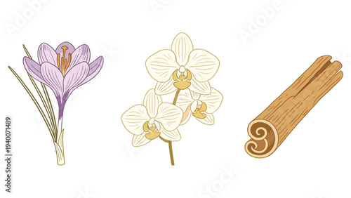 Botanical Set of Crocus, White Flowers, Cinnamon Sticks in Floral Arrangement with Sepals, Petals, Leaves, and Curled Sticks in Line Drawing Style