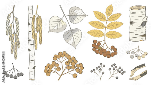 Set Element Botanical Illustration of Birch Tree Components Featuring Catkins, Bark, Leaves, Seeds, Berries, and Trunk Cross-Section