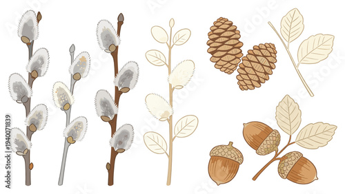 Willow Stems, Leaves, Pinecones, Acorns, and Line-Art Botanical Species