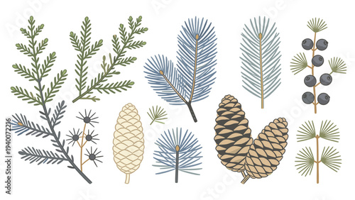 Set element botanical floral species arranged as 10 botanical elements in horizontal array with leaves branches pinecones feathers stems berries and blue feathers in graphic design collection