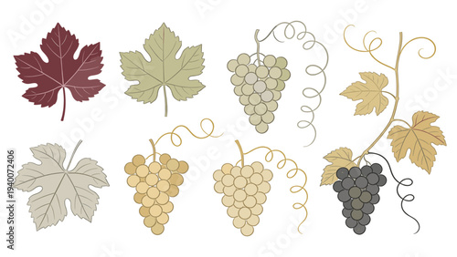 Stylized Botanical Grape Leaves and Bunches in Colorful Styles – Detailed Illustration with Serrated Edges and Curved Stems
