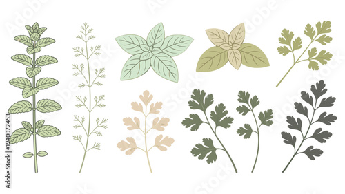 Collection of Nine Botanical Illustrations Depicting Herb Shrub Bush Tree Fern Moss and Grass in Horizontal Layout from _1136326566.eps