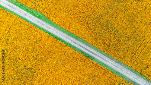 Aerial drone view of marigold flowers fields farm and road, orange marigolds flowers colorful background, typical Dutch agriculture landscape, the Netherlands