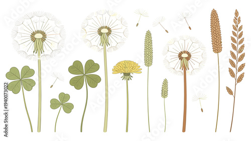 Diverse Botanical Elements Flora Collection Featuring Dandelion Clover Grass Wheat Flower Plant Species