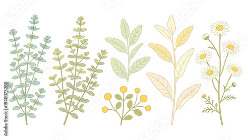 Diverse Botanical Set Featuring Six Unique Plant Illustrations in Soft Colors and Textures for Graphic Design