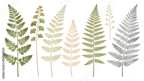 Digital Illustration of Six Botanical Fern Species in Various Shades Arranged in a Horizontal Row