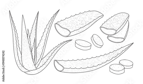 Hand drawn aloe vera plant and sliced pieces white leaf