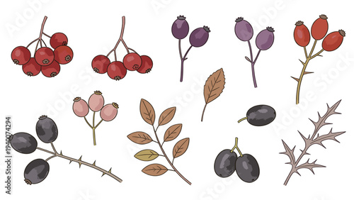 Ten Botanical Illustrations Featuring Berries, Stems, Branches, Leaves, Buds, and Clusters
