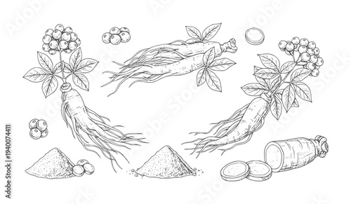 Hand drawn ginseng roots berries leaves powder and slices plant berry leaf