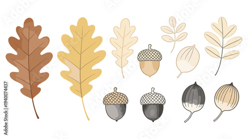Botanical Floral Set Element Featuring Autumnal Arrangement of Oak Leaves Acorns with Balanced Textures and Harmonious Design (Set Element Botanical 1420306462 Reference)