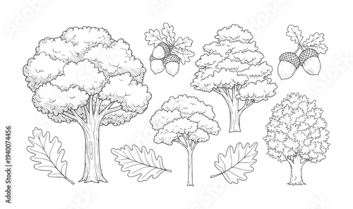 Hand drawn oak trees and acorns with leaves leaf nature