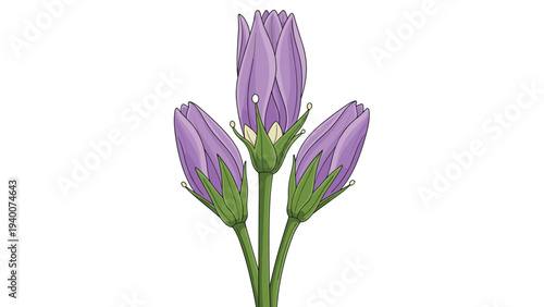 Three elegant purple flower buds on long green stems isolated on white background for floral decoration and botanical art.