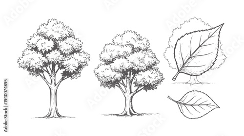 Hand drawn of two trees and two leaves white leaf nature plant foliage