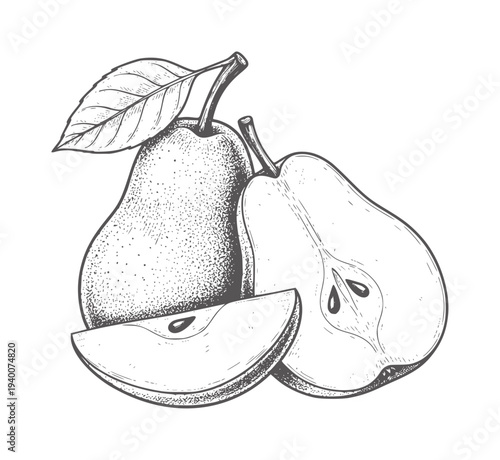 Hand drawn pears one whole one halved and a slice with leaf fruit food vintage botanical