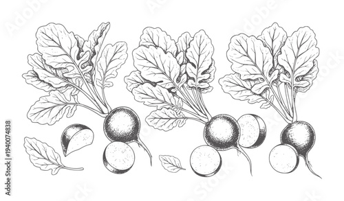 Hand drawn radishes with leafy greens and sliced pieces root vegetable food fresh