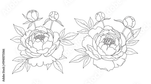 Two line peonies with buds and leaves white peony flower floral leaf