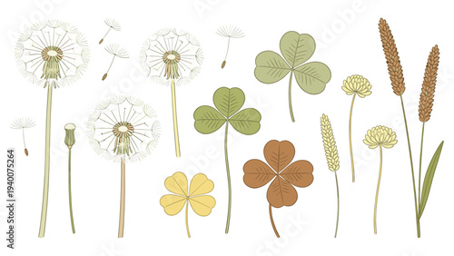 Set of botanical dandelion flowers in growth stages with clover and grass, illustrating natural development and serene arrangement