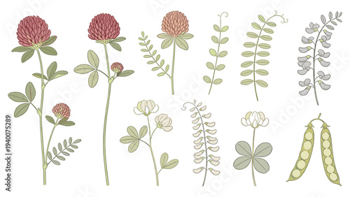 12 Hand-Drawn Plant Illustrations with Leaves, Flowers, Seed Pods, and Clovers in Red, Pink, and White Tones