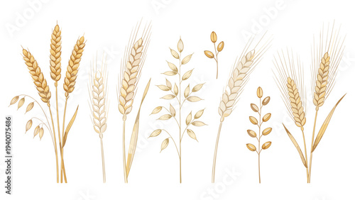 Set of Eight Botanical Horizontal Wheat Stalks in Varying Ripe Yellow Brown Stages, Traditional Digital Illustration Style